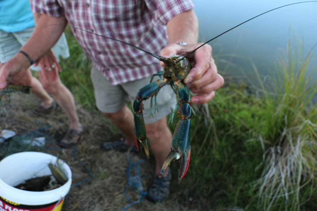 Fresh Water Crayfish at Hughenden Recreational Lake