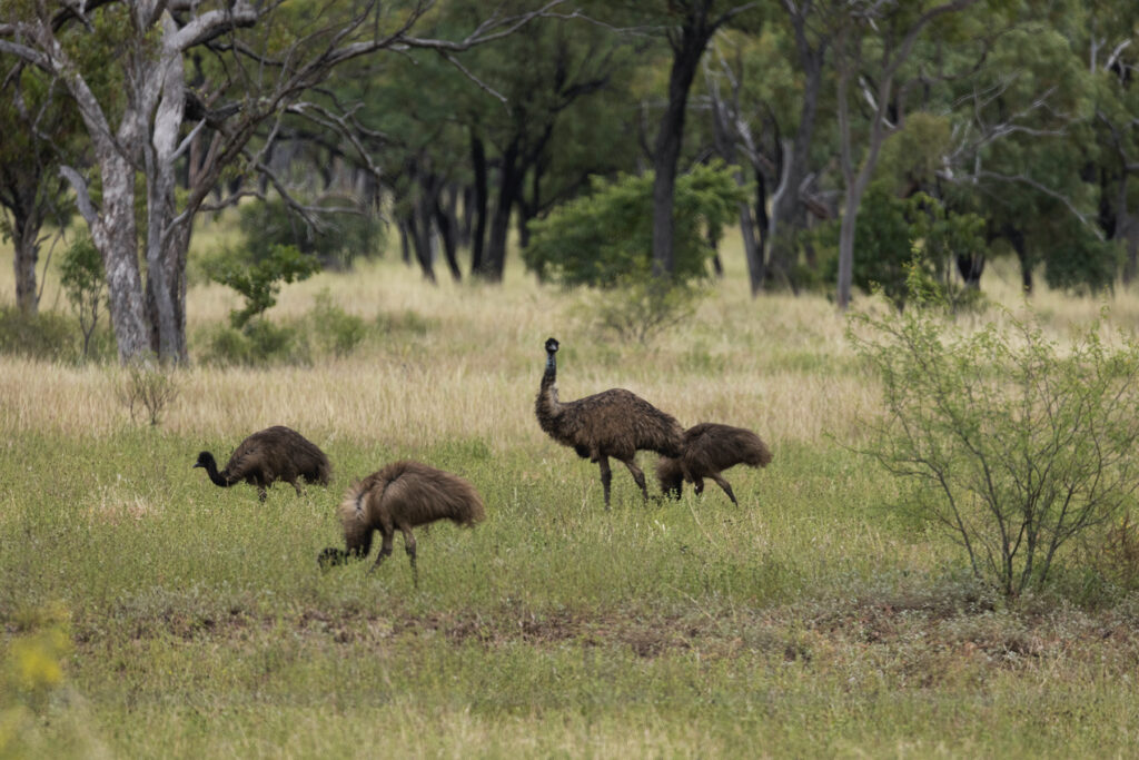 Wild Emu's roaming around Moorrinya National Park