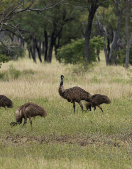 Wild Emu's roaming around Moorrinya National Park