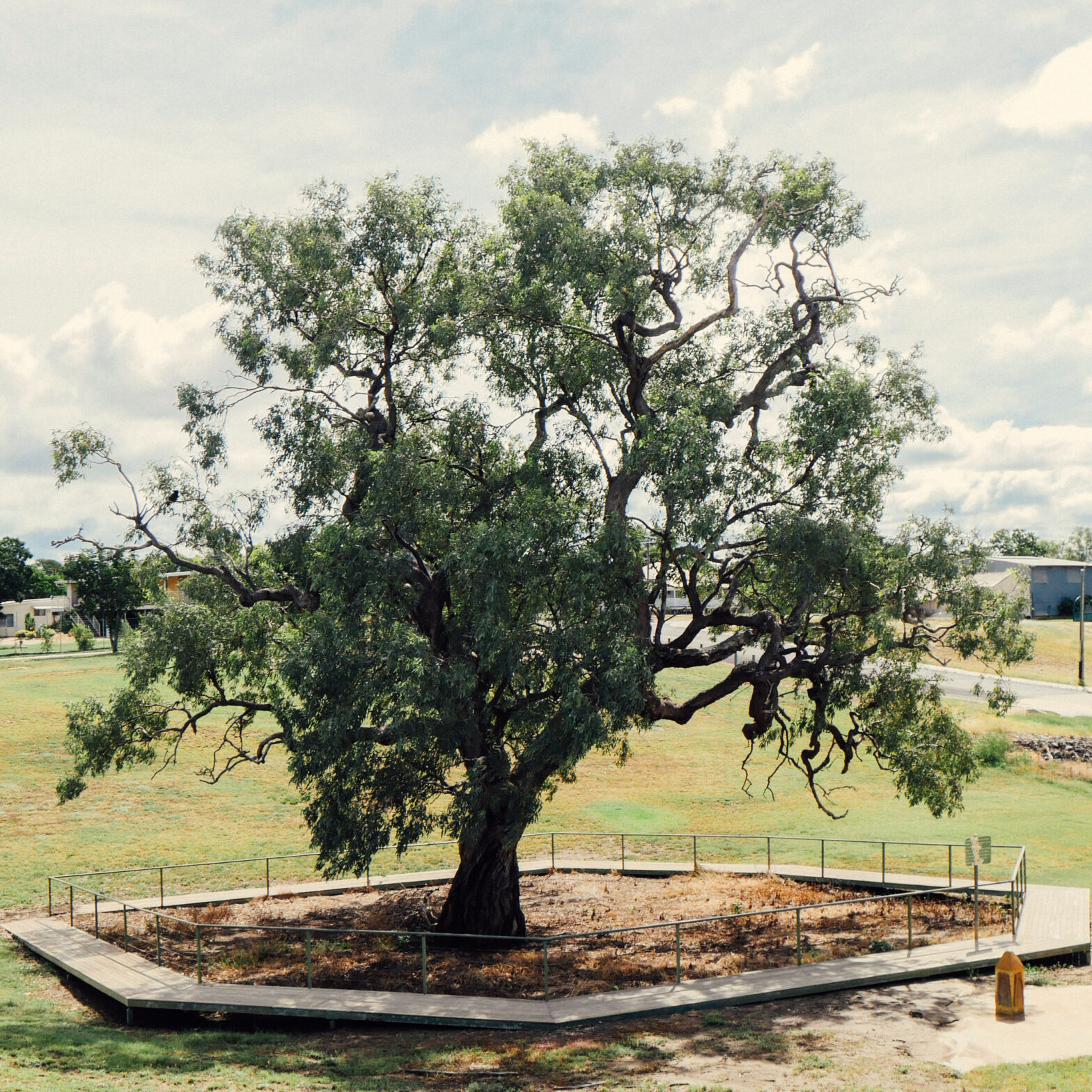 Historic CoolAbah Tree & Surveyor’s Peg Visit Hughenden
