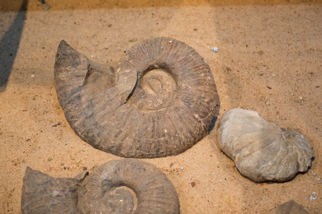 Fossil Display at FDC